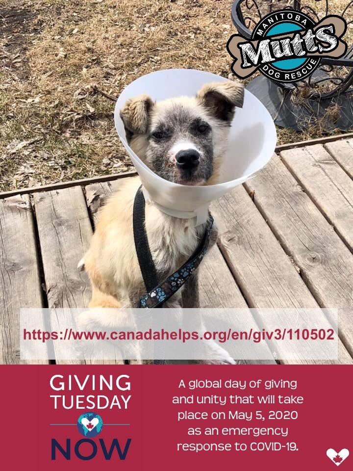 ManitobaMutts's tweet image. facebook.com/manitobamuttsd…