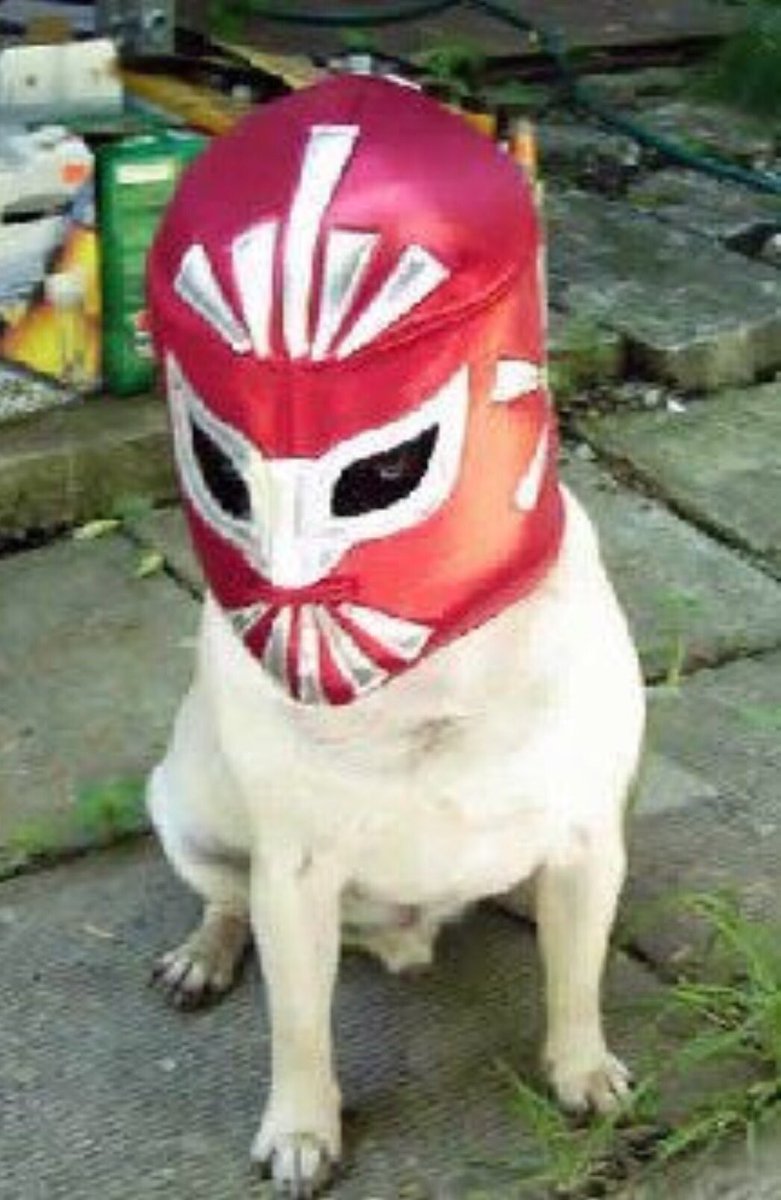 “Meet me in the squared circle, Taco Bell Dog! I’m going to kick your chalupas!” HAPPY CINCO DE MAYO!