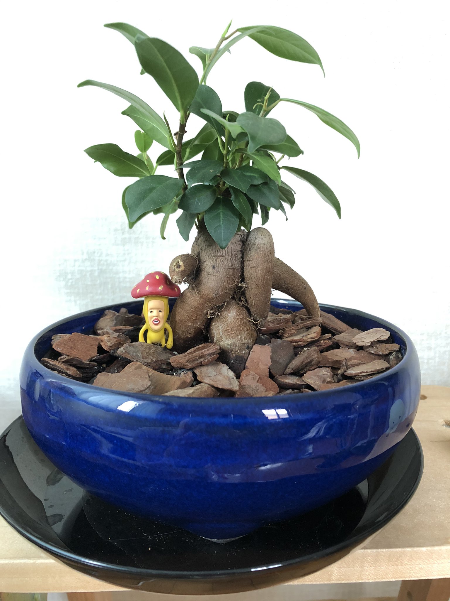 ガジュマル太郎 Gajumal32 Twitter