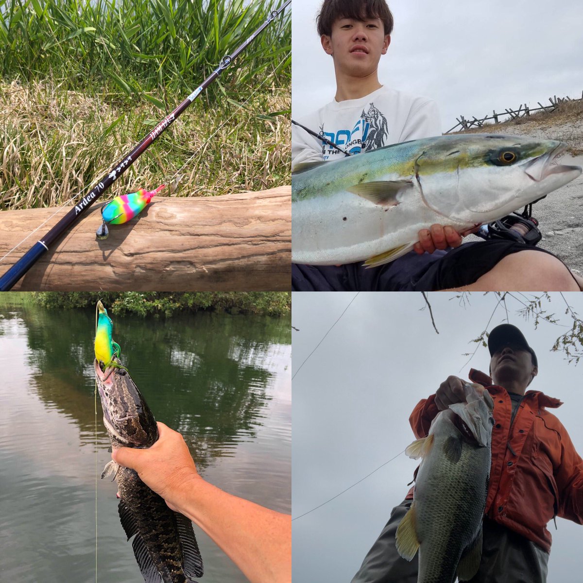KoHamazu's tweet photo. 自粛モードで朝から内勤
写真整理でふと思う

なんとなくだけど夏になったらヒシモが良く育ちバスのコンディションも良くなる雰囲気もある

ヒシモやカバーが育ちすぎるとardea69よりardea70の方が遠投性とフッキング率がアップするので活躍の場がありそうな気配

#TULALA #HAMAZU #ardea70 https://t.co/7ctphVvWk1