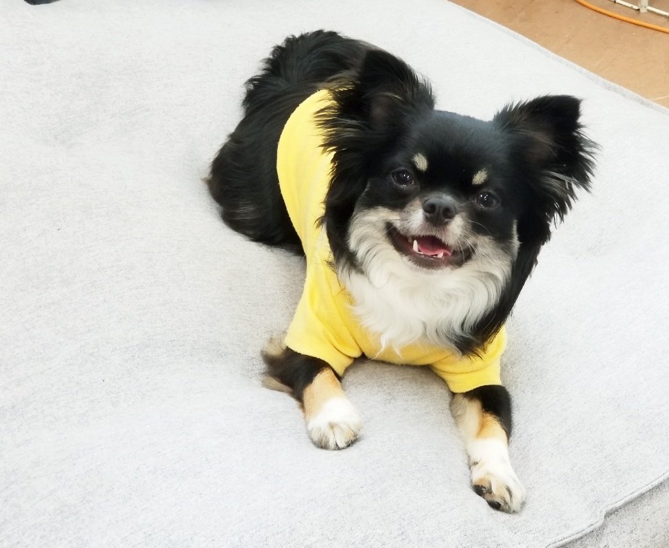 おでか犬 Lineスタンプ Odekakensticker Twitter