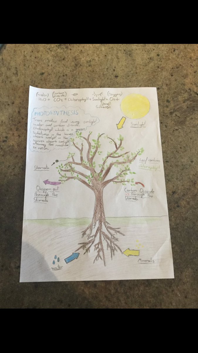 CicWood's tweet photo. Online teaching and learning is working it’s magic with our amazing Wood Technology students this week. Keep up the fantastic work lads👌👍well done #photosynthesis #treegrowth #onlinelearning #creativethinking #design #woodtechnology @CicWood @cicsummerhill https://t.co/kP7sKK7YZF
