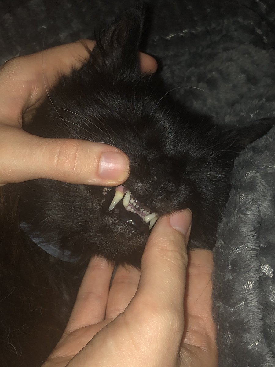 Benwhiting2000's tweet photo. Found out today that my cat has the London look https://t.co/y9yuZms7Zo
