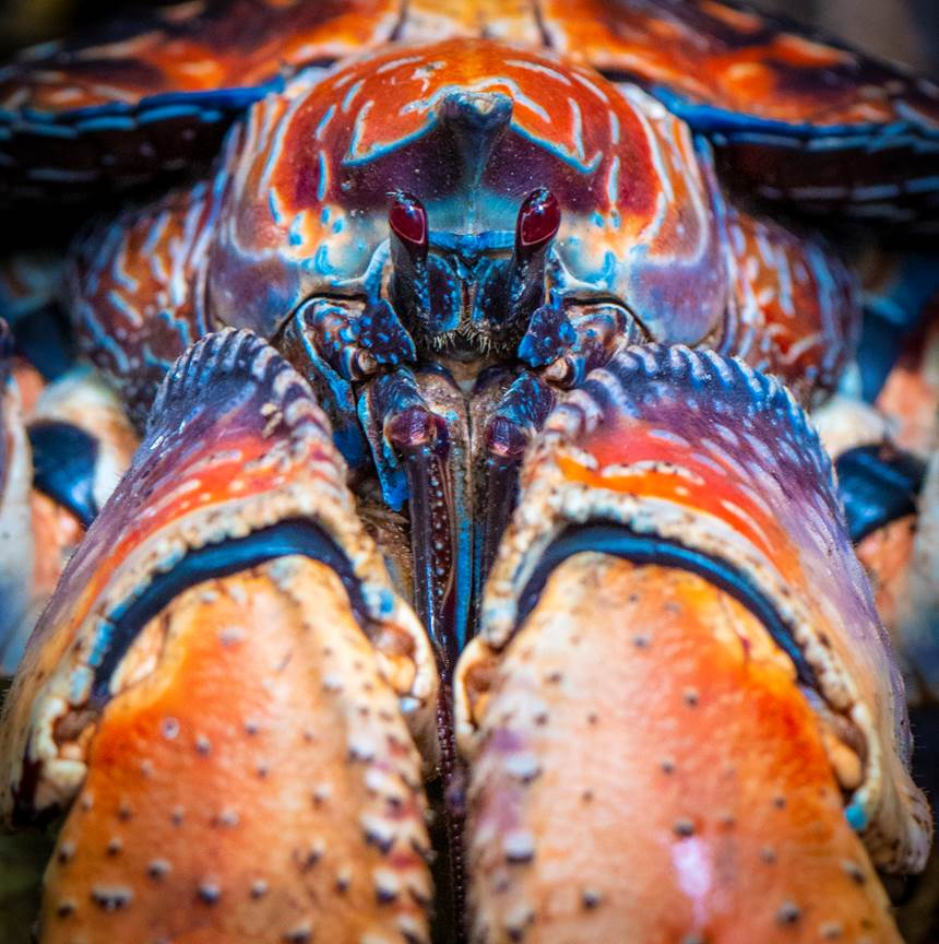 AustralianWild2's tweet photo. ENTER NOW: The Australian Wildlife Society invites photographers to raise the plight of endangered wildlife across Australia. https://t.co/bu6WWitunO
