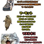 魅力的な動物がいっぱい？チベット高原に住む動物たちを紹介!
