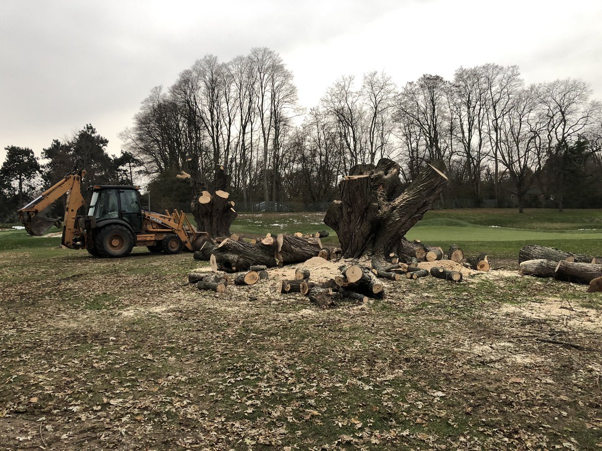 NevinHessGCS's tweet photo. Out for the evening walk. After two winters of tree removal it is safe to say the 14th green is letting out a big sigh of relief this Spring. @DogsOfTurf #slightimprovement #noshade #roots https://t.co/QQu4CwRGWa