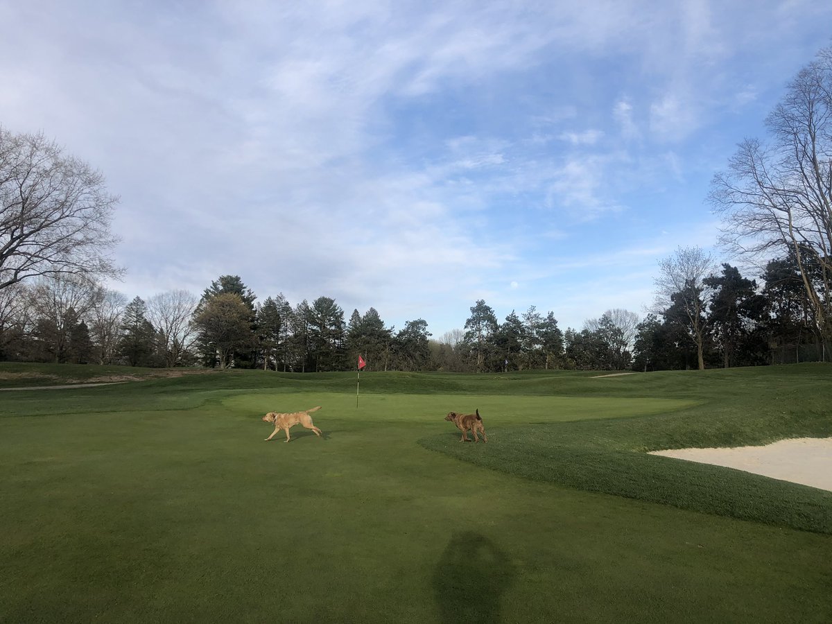 Out for the evening walk. After two winters of tree removal it is safe to say the 14th green is letting out a big sigh of relief this Spring. <a href="/DogsOfTurf/">Dogs Of Turf</a> #slightimprovement #noshade #roots