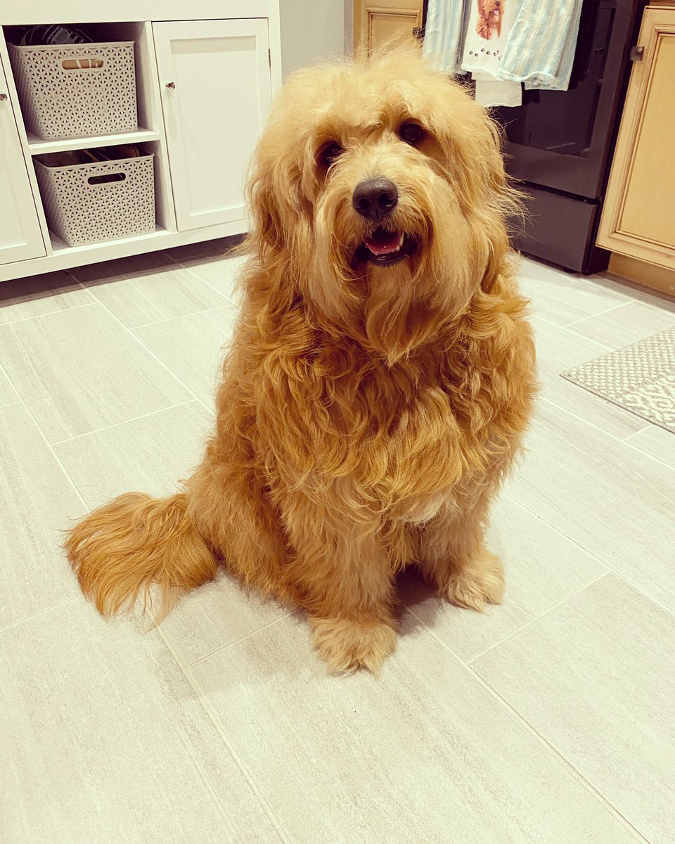 erikashych's tweet photo. Believe it or not he really did get a bath & trim π #extrafluffy
before β‘οΈ after
Now that grooming salons have reopened in NJ, have you taken your pup!? https://t.co/ctruqxyaP9