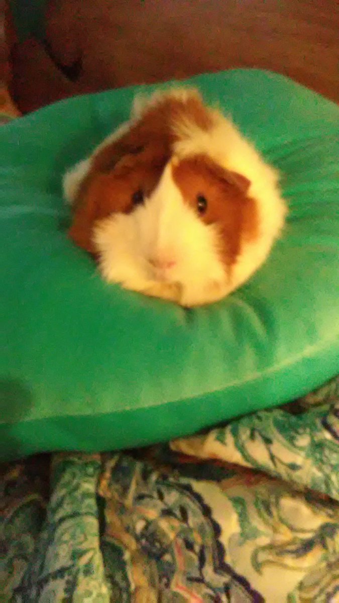 graceamazes1's tweet photo. DIVA life is ExHaUsTiNg! I've retreated to my #PiggyThrone.
๐๐๐
#guineapig #wheeks https://t.co/pOxitT71Jf