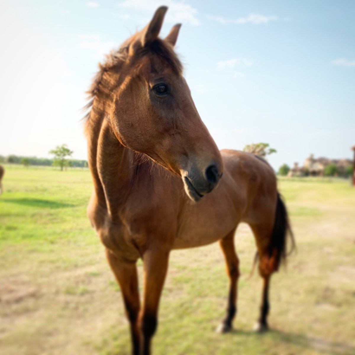 KaterraExotics's tweet photo. 🐴Katerra Ranch is open tomorrow and every Wednesday from 10am-4pm for meat pick up.  You might even be greeted by one of our horses.  

🏡Katerra Ranch
26532 Stockdick School Rd.  
Katy, Tx 77493

📱Text (281)222-4958 for orders or questions https://t.co/eJfovVis4x