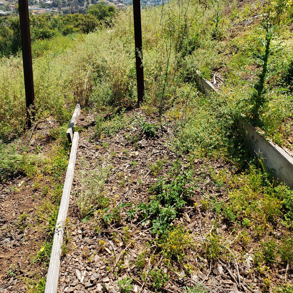 Chillindamos's tweet photo. First time back to my hop yard since initial weeding early March. Did some quick rehab work to save this season. #igrowhops #homebrew https://t.co/UpjPtgwbs2