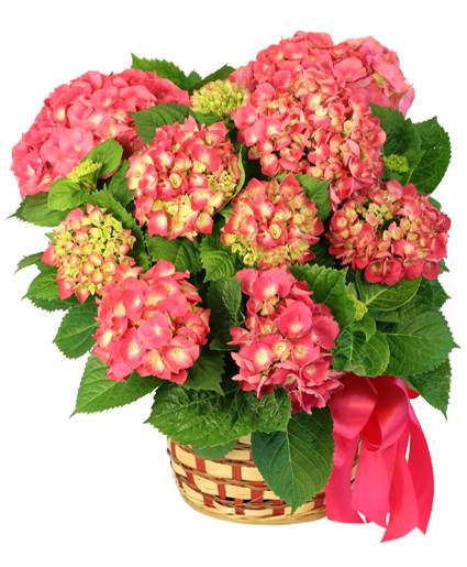 Get your mom the gift of blooming plants. Get her the gift of pink hydrangeas!

cameronsflowershop.com/product/pl0400…

#wednesdaywisdom #flowers #mothersday