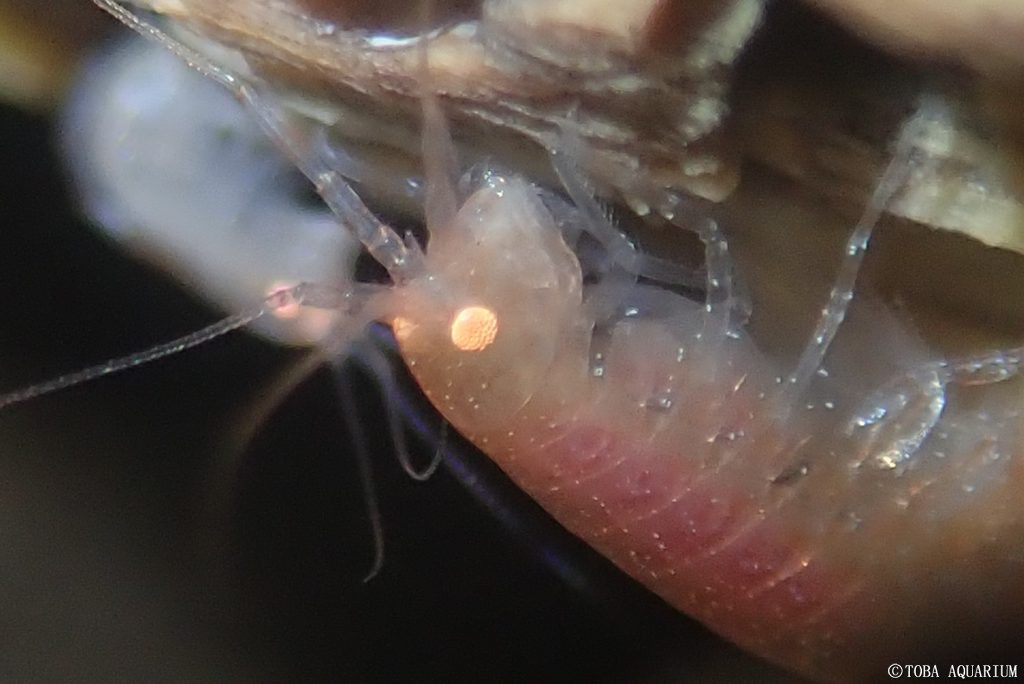 鳥羽水族館 Toba Aquarium Oradarea属ヨコエビ増殖中 すでに以前の飼育 日記で紹介していますが 昨年の10月に熊野灘の水深0 300m付近で採集した沈木から綺麗なピンクのヨコエビがたくさん見つかりました どうやらこの ヨコエビは沈木に依存している