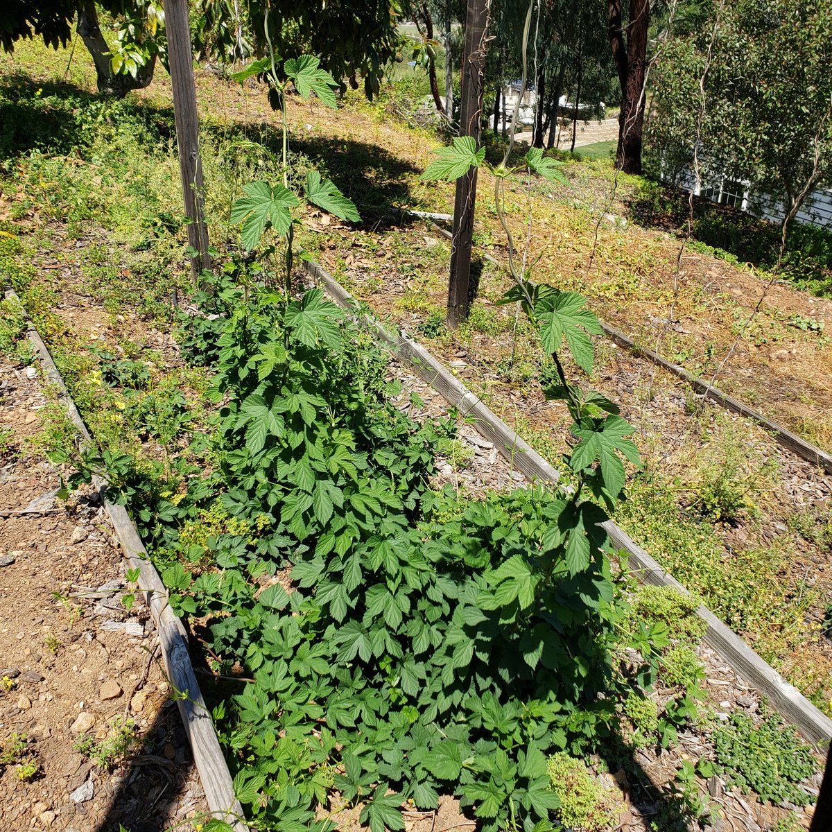 Chillindamos's tweet photo. Haven't attended my hop yard for 2 months. As to be expected, my Nugget hops were out of control. #igrowhops #homebrew #quafforg https://t.co/8o4Blssj2g
