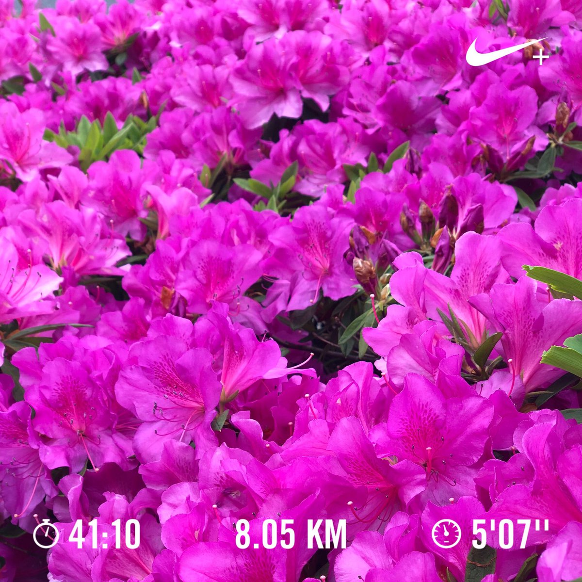 jima0505's tweet photo. 朝run終了🏃♂️🏃♂️🏃♂️
サウナを我慢してrunで発汗🙄
#run #BGMは #stunner #汗だく #デトックス #リフレッシュ #nike #ナイキランクラブ #走る人 #sockdart #workout #runstagram #ジマカメ #nikon #d5300 #クソコロナええ加減にせぇ https://t.co/Cg2Wq9xqQ0