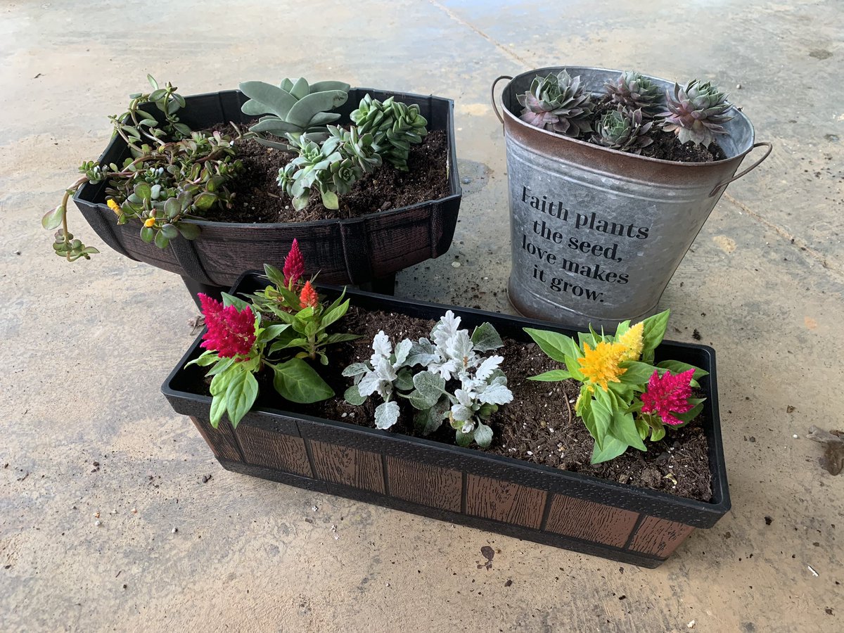 torilynn1000's tweet photo. Let’s all pray for these plants and hope I can keep them alive 🤞🏼 https://t.co/Cc2eJrJpmH