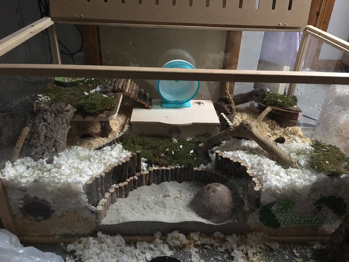 Jodipher1's tweet image. I do hamsterscaping ☺️ #robohamster #bamboo #hamsterscaping #naturalhamstercage