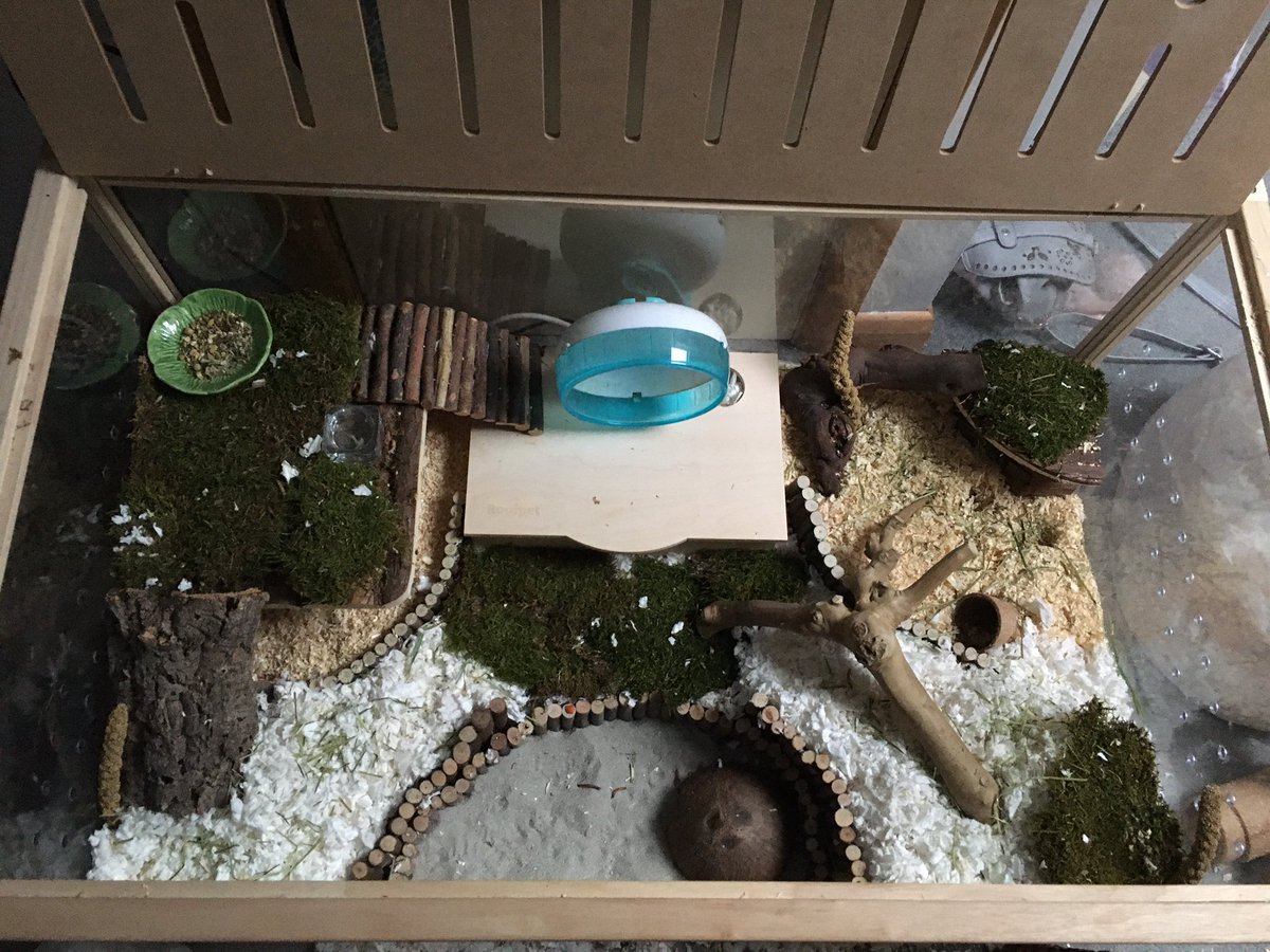 Jodipher1's tweet image. I do hamsterscaping ☺️ #robohamster #bamboo #hamsterscaping #naturalhamstercage