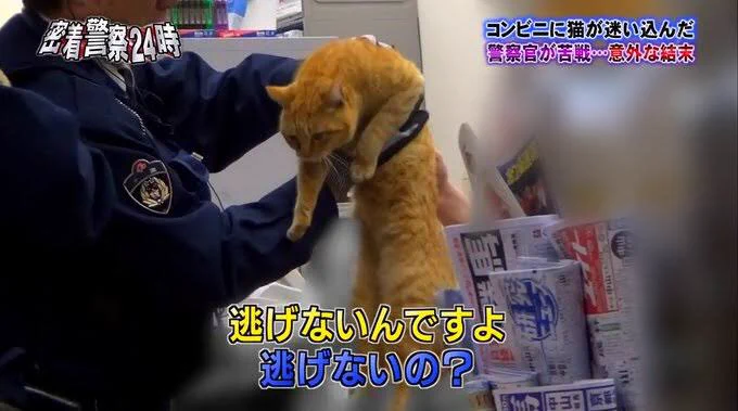 「警察24時」での珍事件！猫がコンビニに入ってくる。追い出してもまた来てしまうwww