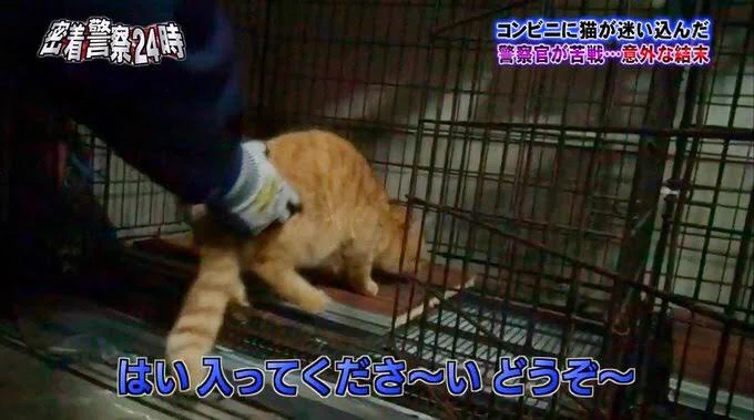「警察24時」での珍事件！猫がコンビニに入ってくる。追い出してもまた来てしまうwww