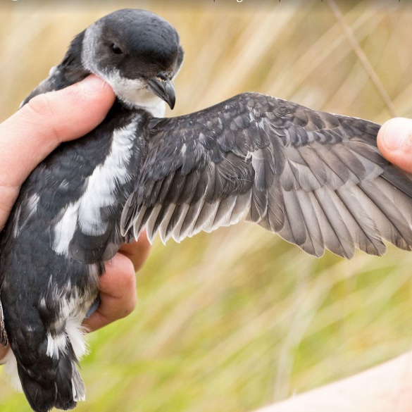 NicolasLois's tweet photo. And last but for sure not least @flying_force (what a great handle): Phenology of this cuties for translocation management
‘Preparing for translocations: a comprehensive breeding biology study of a Critically Endangered petrel’
#Phenology #Seabirds #Conservation
#WSTC6 #ConsSesh3 https://t.co/JKysKi2hJE