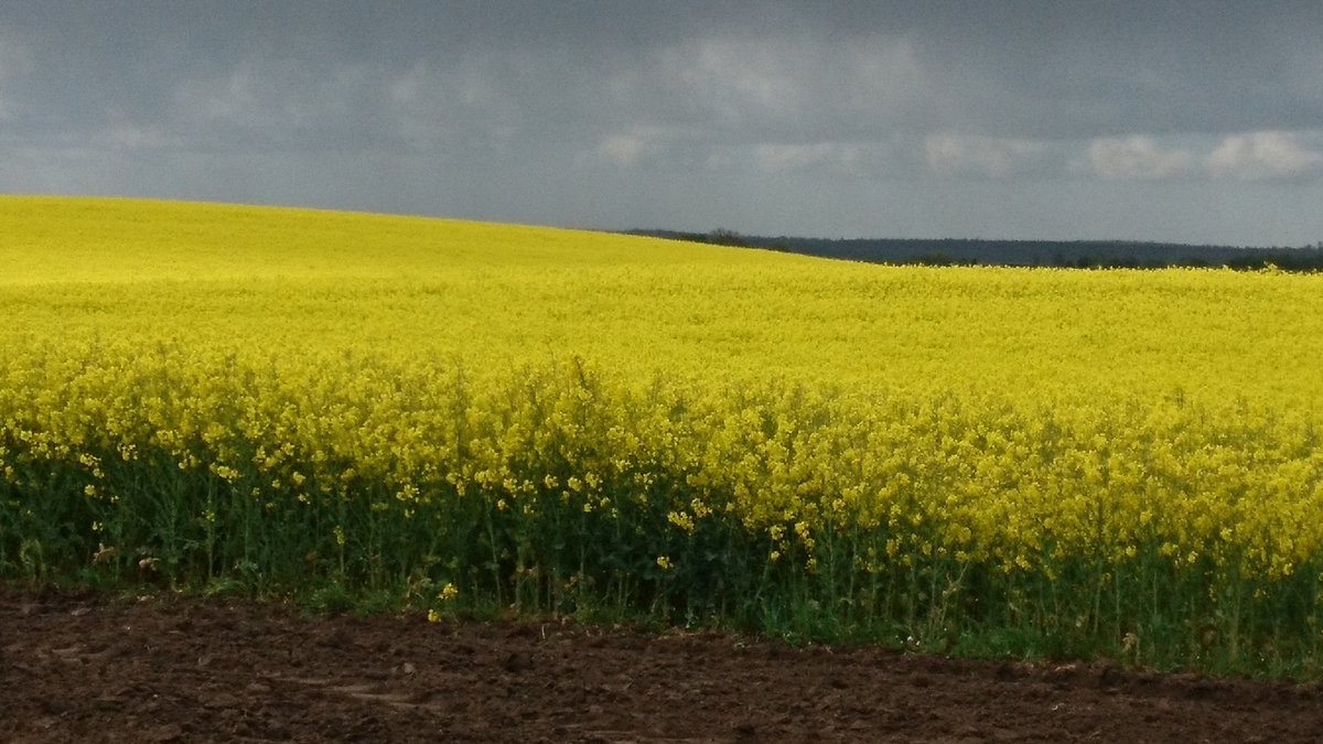 Wir bleiben im #LandzumLeben,
jetzt wo der Raps sein schönstes Gelb will geben! 😉

Guten Morgen und her mit Euren Rapsbildern!