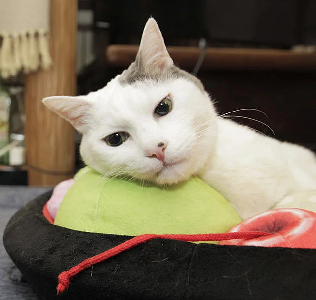 何コレ可愛すぎるｗｗ猫があんみつの具材に！「あんみつにゃんこクッション」
