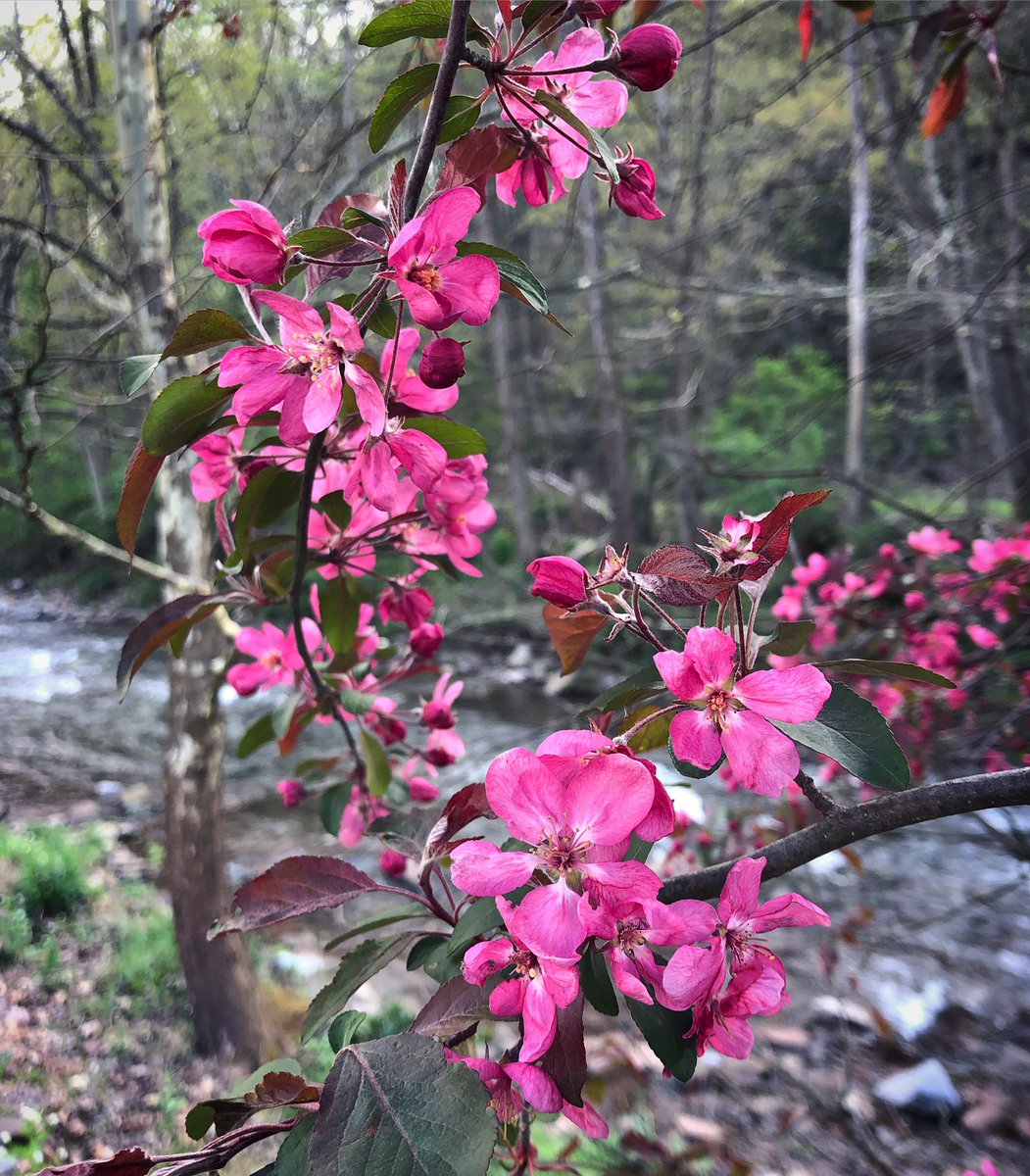 Here’s a flowering crabapple to help fight crabbiness.