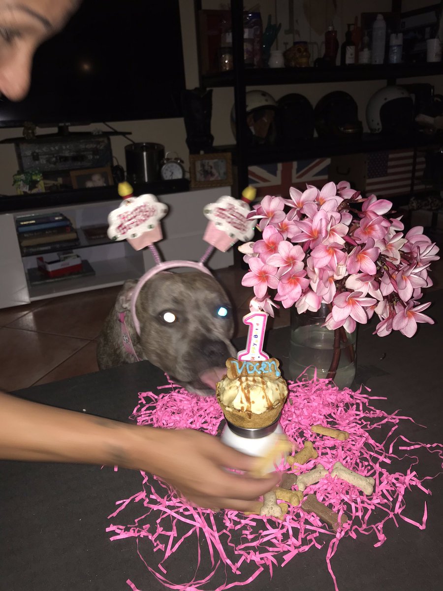 KainahCroes's tweet photo. Posting these here just to make your day better💗🐶 1st bday🥳 https://t.co/mn3b5dxnfn