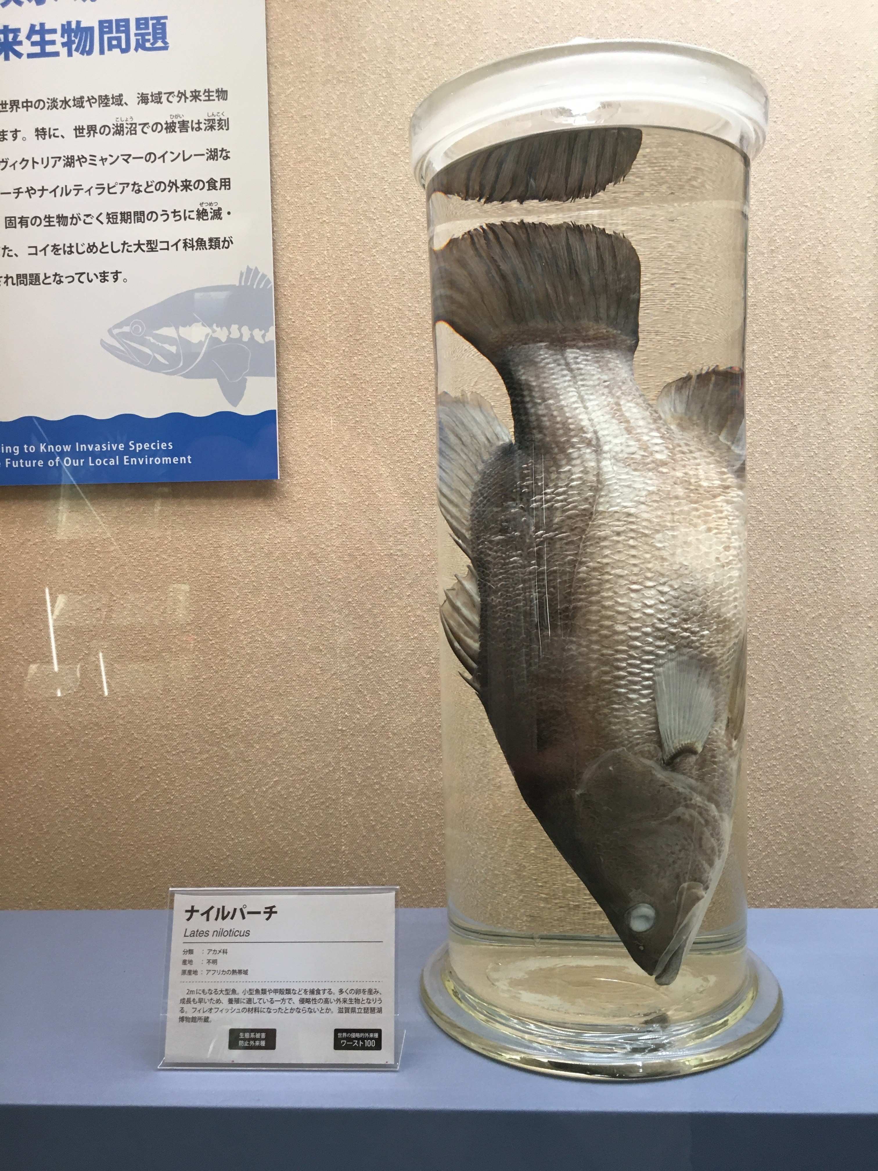 Shoko Matsui 外来生物展 のプレビュー 魚 海外の外来生物問題 のコーナーから 世界の湖沼の状況も深刻です アフリカのヴィクトリア湖では ナイルパーチなどの外来の食用魚の導入により 数百種もの固有シクリッド類が絶滅 激減しました