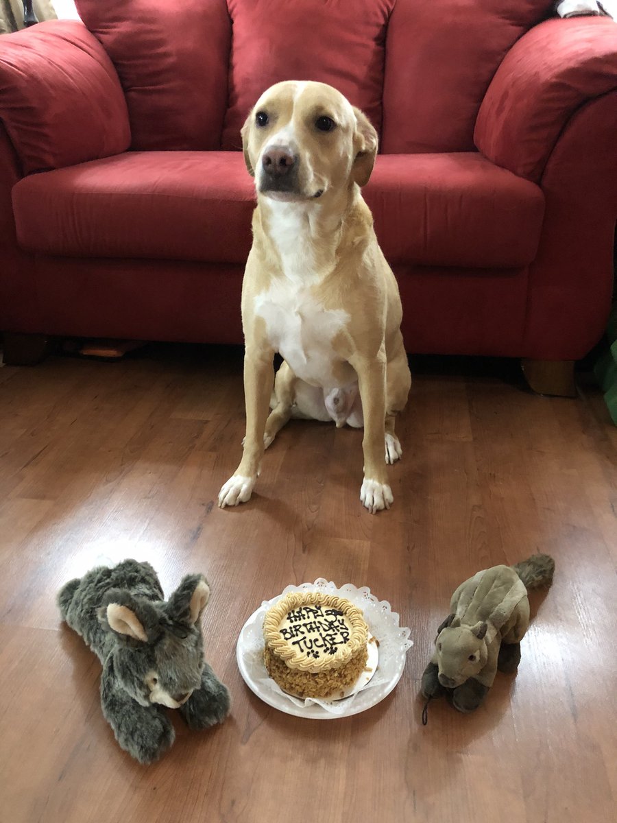 SnugglePupTuck's tweet photo. It’s my 3rd #birthday! I has the bestest Mommy &amp; Daddy &amp; Sissy! We went to the park for my birthday photo. And, I got a cake from #ThreeDogBakery (and a Margarrrita Pupcake) as well as a new squirrel and rabbit toys!
 
#birthdaydog #lovednotspoiled #dogo #TuckerTheSnugglePup #dog https://t.co/Tjx528Xlm7