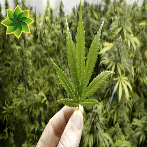 CannabiMedia's tweet photo. ¿Por Qué Al Cannabis Se Le Conoce Como Marihuana?
El Cannabis es una planta que viene de la familia Cannabaceae. No hay una razón exacta de su etimología, pero se cree que recibe este nombre por la denominación latina que...
¿Quieres saber mas?
👇👇👇
https://t.co/Fj9U10ADbx https://t.co/iA1mBkXx7V