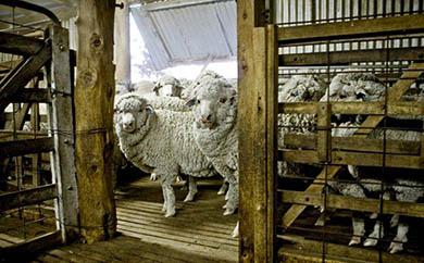 AgForceQLD's tweet photo. Has #covid19aus impacted your wool operation? @WoolProducers is seeking data to understand what impacts COVID-19 may be having on wool growing enterprises. Their survey should take less than 10 minutes to complete and is anonymous.  https://t.co/V76yhsiFDb #qldag #agchatoz https://t.co/WSlV2mGhJh