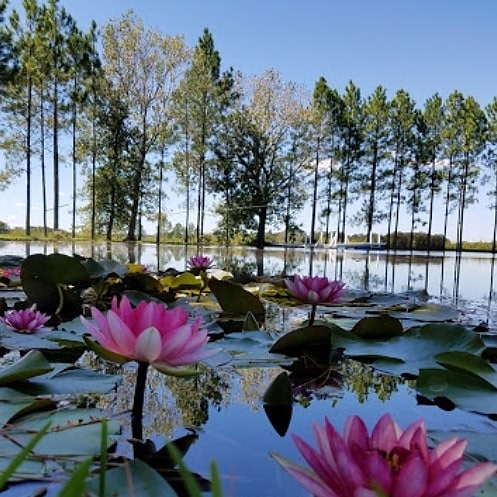 Fischer and Wieser Das Peach Haus is a place that feels like you've left Texas. The tall pine trees are gorgeous. Stop by and enjoy.