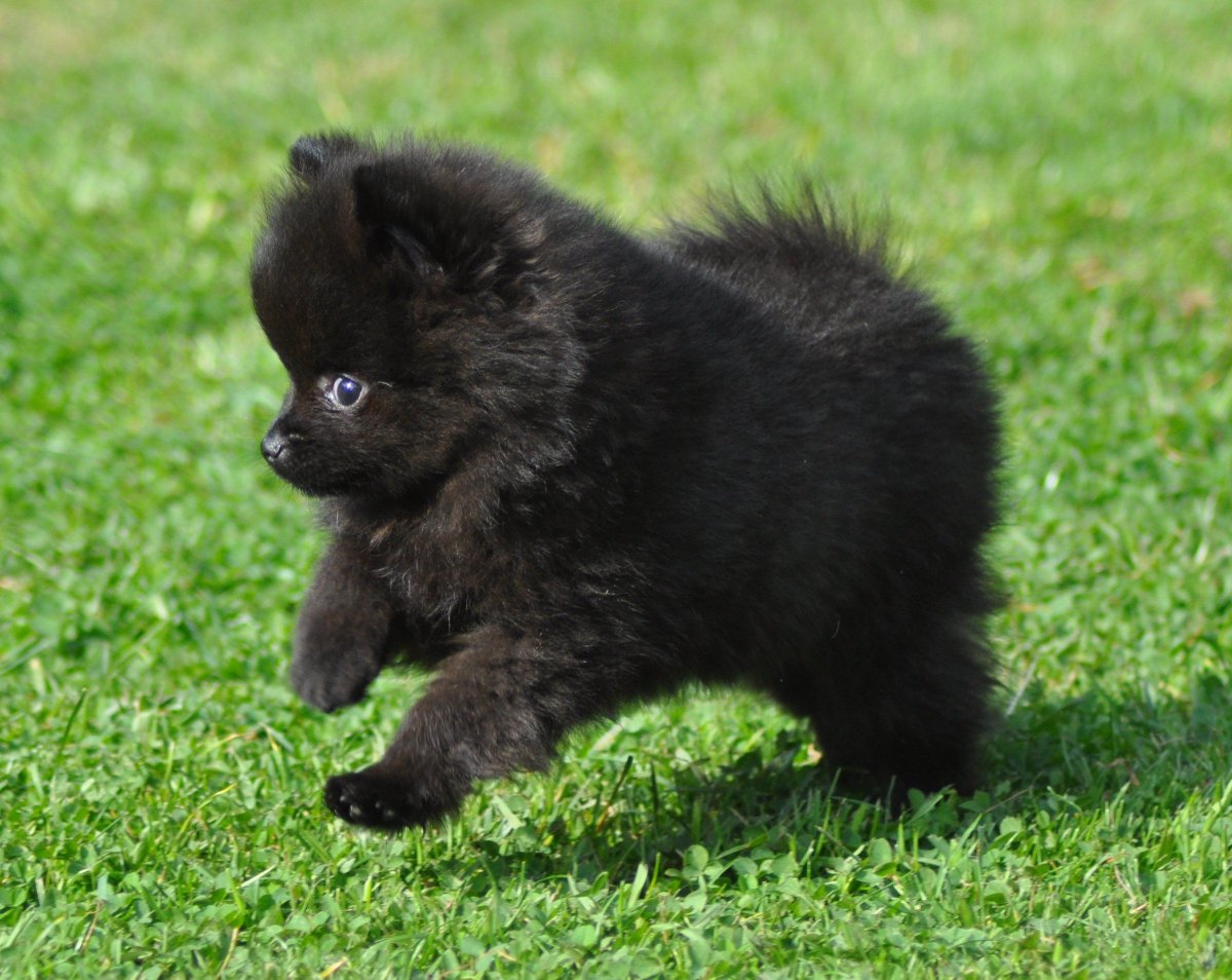 BROOKEISTYPING's tweet photo. ♡ ━━ sunday as a pomeranian https://t.co/OKtSCq3qKj