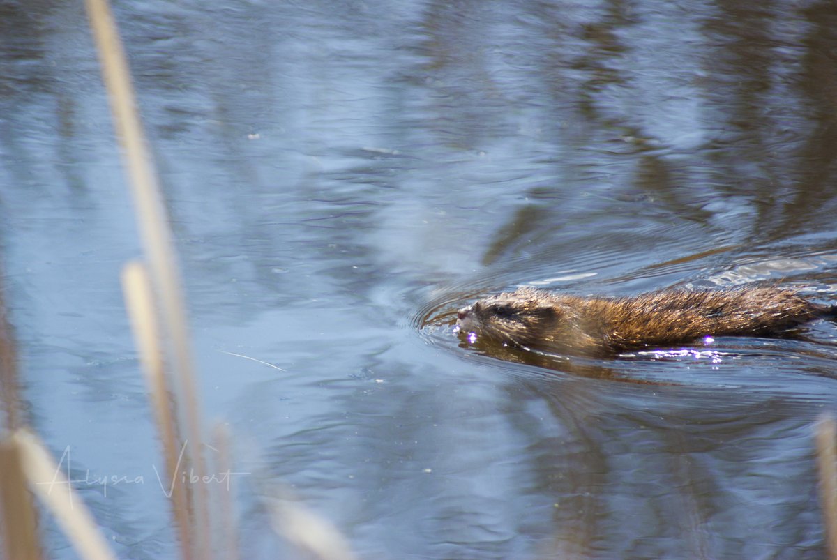 AlyssaVibert's tweet photo. Nothing says spring quite like the sudden abundance of prairie muskrats!... and sunburns...🙃

#saskwildlife #exploresask 

📍Hyde Park, Saskatoon, SK https://t.co/xT56NSXS83