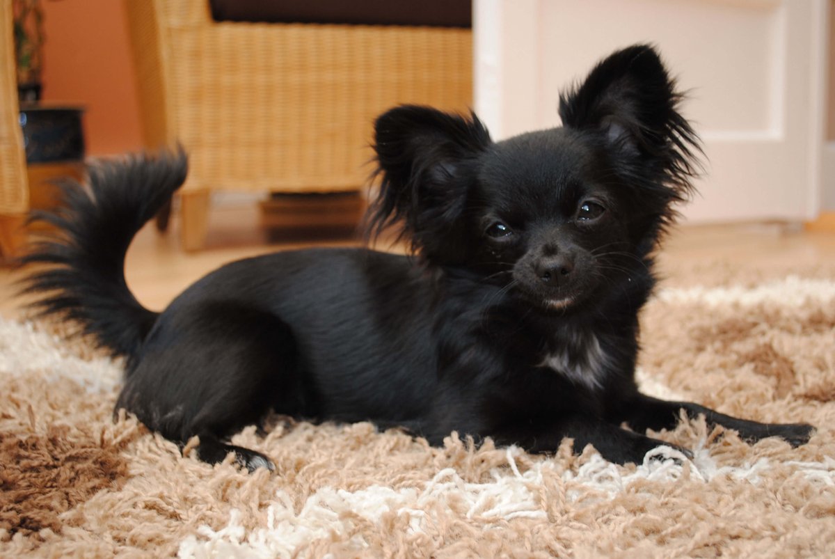 BROOKEISTYPING's tweet photo. ♡ ━━ nadia as a chihuahua https://t.co/Vh8DNd8rad