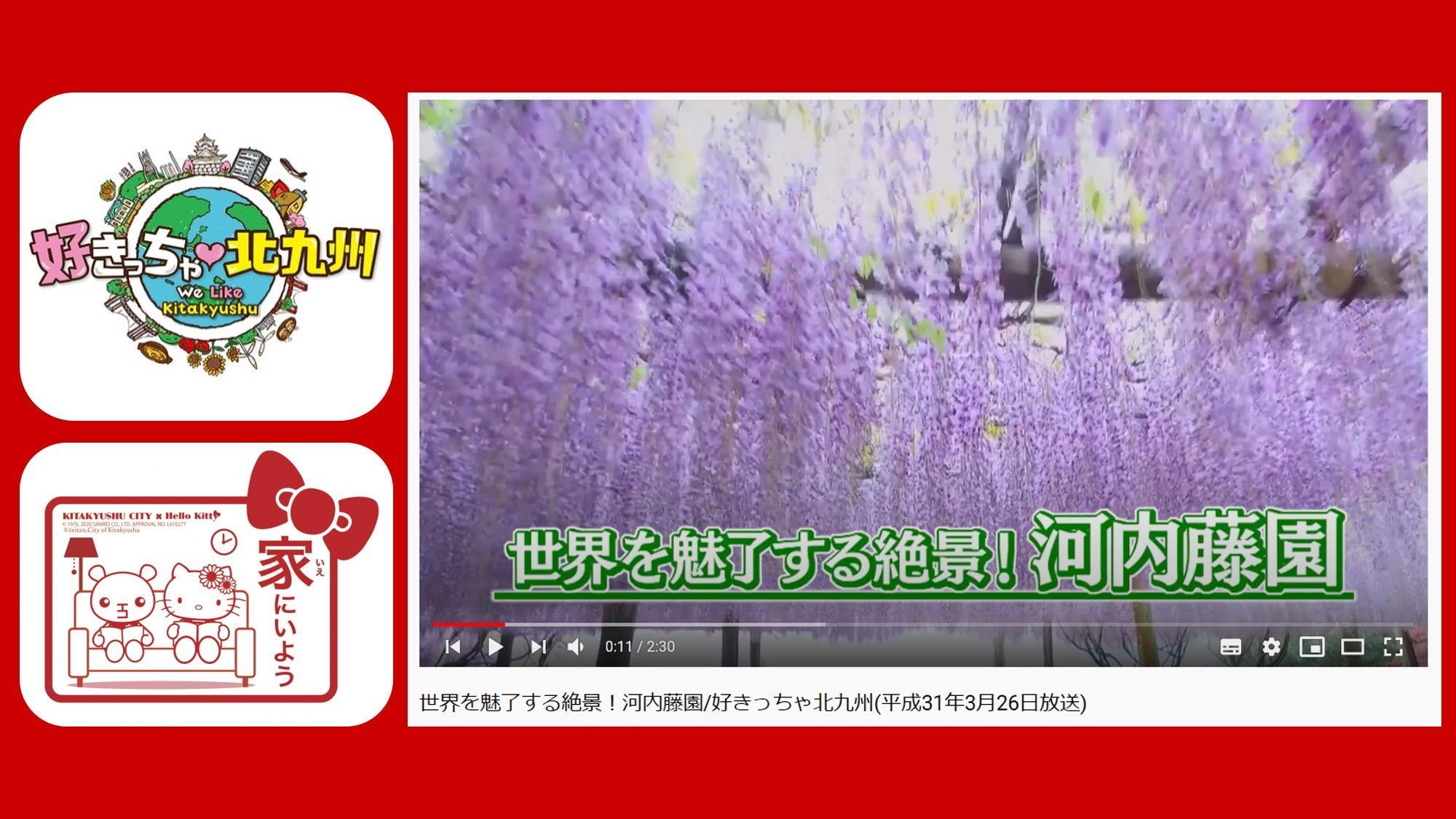 好きっちゃ北九州 北九州市公式 河内藤園をご自宅で 国内外から毎年多くのお客様がいらっしゃる北九州市の河内藤園 見ごろの時期ですが 今シーズンは休園に 今年はご自宅で Tv版 好きっちゃ北九州 アーカイブでお楽しみ下さい 家で過ごそ