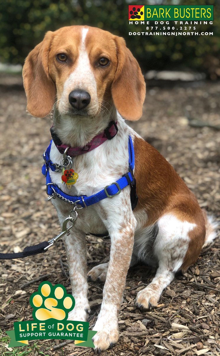 BarkBustersNJ's tweet photo. Rescued #coonhound Chloe was a challenge on a leash - extremely reactive &amp; difficult 4 her owners 2 control.
Doing AWESOME with some remote training to start - and a #socialdistancing follow-up visit for a walk in the park this weekend!

#BarkBusters #DogTrainingNorthernNewJersey https://t.co/70WOR08LQD