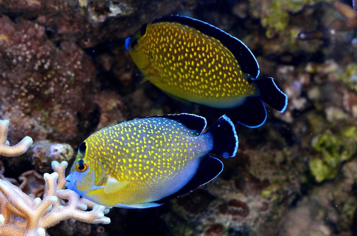 FishGuyKai's tweet photo. Some classic ichthyological beauty in the angelfishes here! A pair of Apolemichthys xanthopunctatus, the Gold-flake Angelfish. Absolutely breathtaking this one! #GorgeousAngels https://t.co/Mv1dJaMo4B