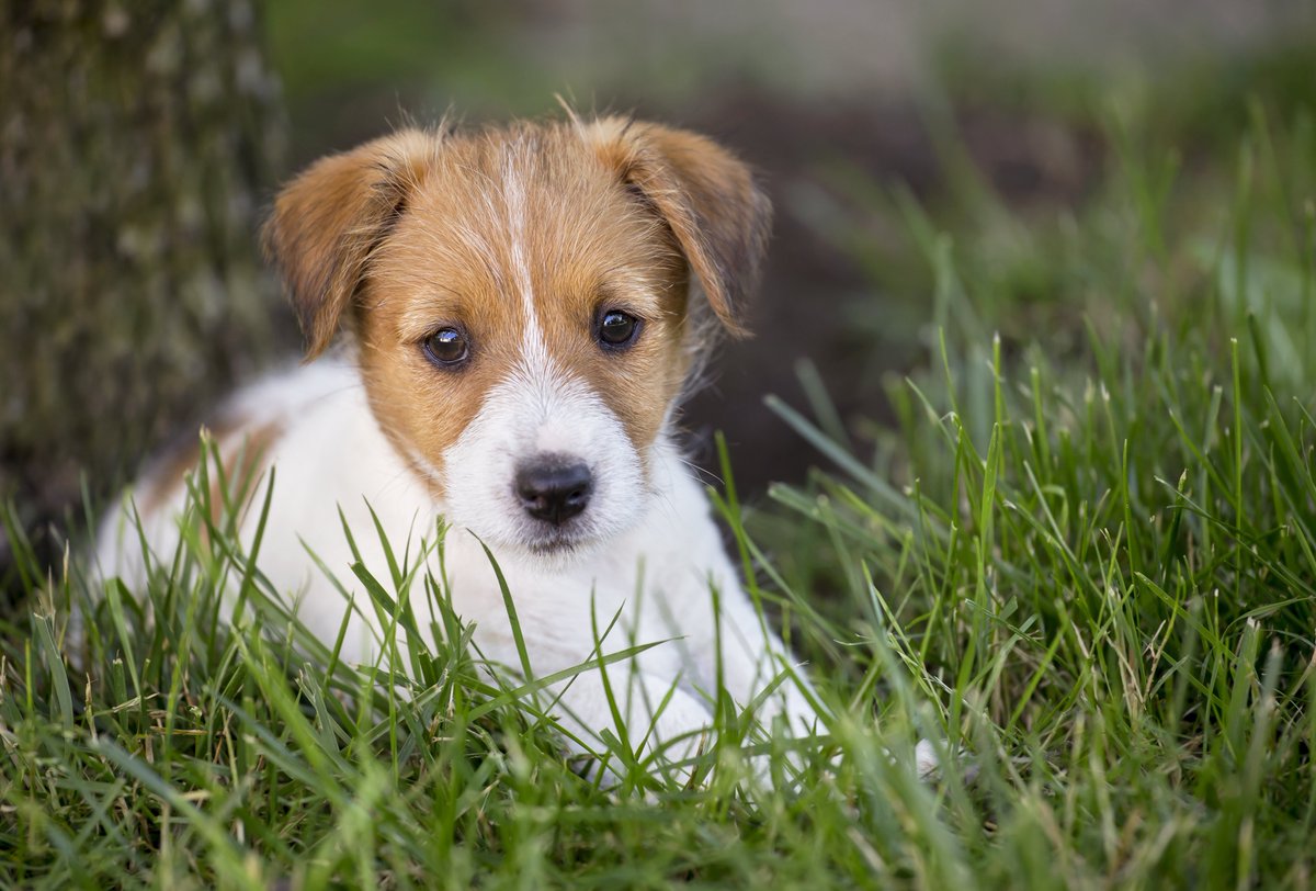 BROOKEISTYPING's tweet photo. ♡ ━━ isla as a jack russell terrier https://t.co/LbES8ghEsb