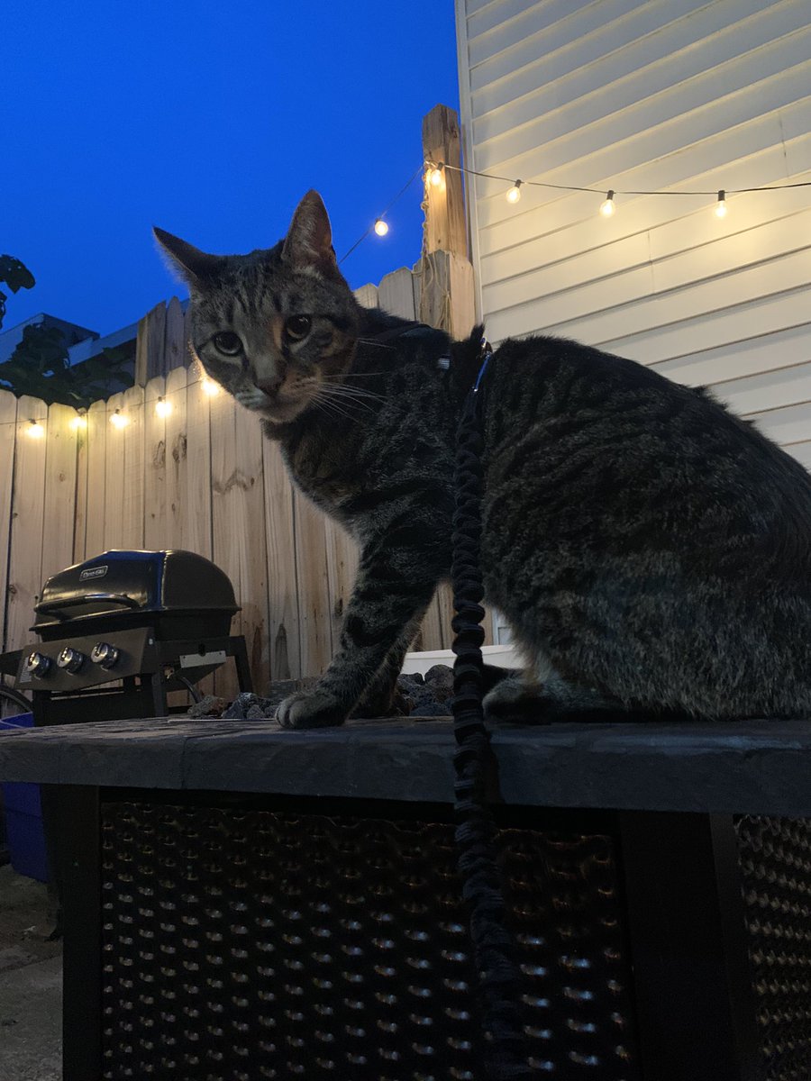 nayyyyyy's tweet photo. Also if anyone’s wonder what I’ve done since my last tweet a year ago.... nothing, absolutely nothing. Although, I did buy my cat a leash. So that’s something. Idk, send help. https://t.co/hxhFtVxrBO
