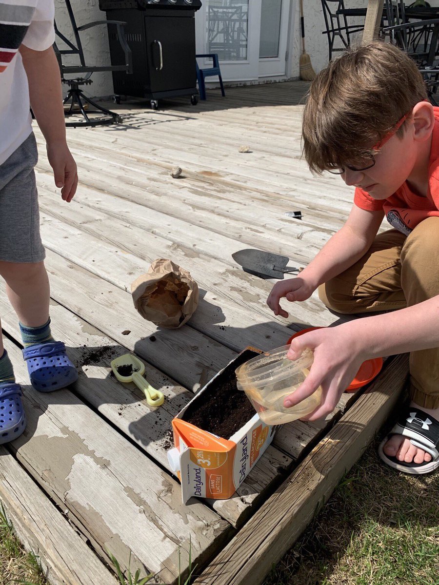 JackieComartin's tweet image. Seed Planting Packages were delivered today. The sun was shining, my students were happy and full of smiles and I got away from a computer screen! @St_JohnXXIII #gr4science #ablearningathome