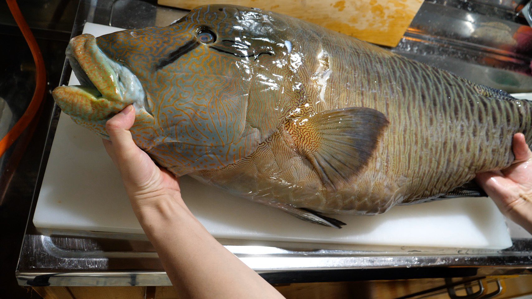 きまぐれクック かねこ くっちまうから 俺は 巨大すぎる ナポレオンフィッシュ をさばいて食べてみたら驚きの連発でした さばくの難しいすぎ T Co Rk1njlctst Youtubeより T Co Sapopqdcmu Twitter きまぐれクック かねこ くっちまうから 俺は 巨大すぎる ナポレオンフィッシュ をさばいて食べてみたら驚きの連発でした さばくの難しいすぎ T Co Rk1njlctst Youtubeより T Co Sapopqdcmu Twitter