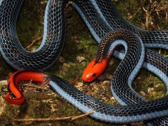 maddreptiles's tweet photo. Yeah, except #snakesrule as evident by this Calliophis bivirgata (cred Tom Charlton). No need for fancy UV filters when photographing. https://t.co/yKTd0SZD1t