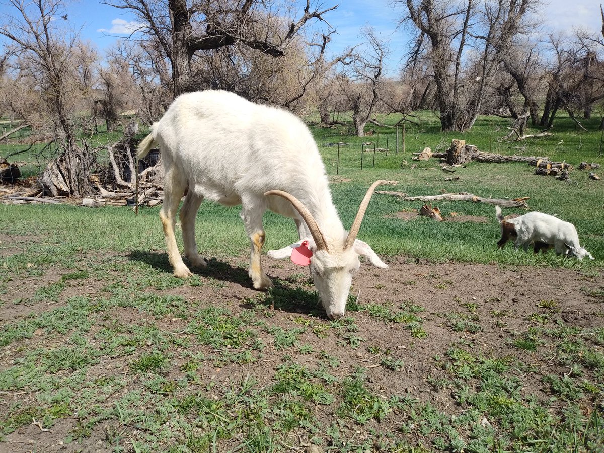 IronVeilHS's tweet photo. My pretty Kiko girl, shes about 7 but she is a good momma. I'm happy to have her. Her white daughter in the background.
#HomeStead #kikogoat #goodgoat https://t.co/rrACfUUaOm