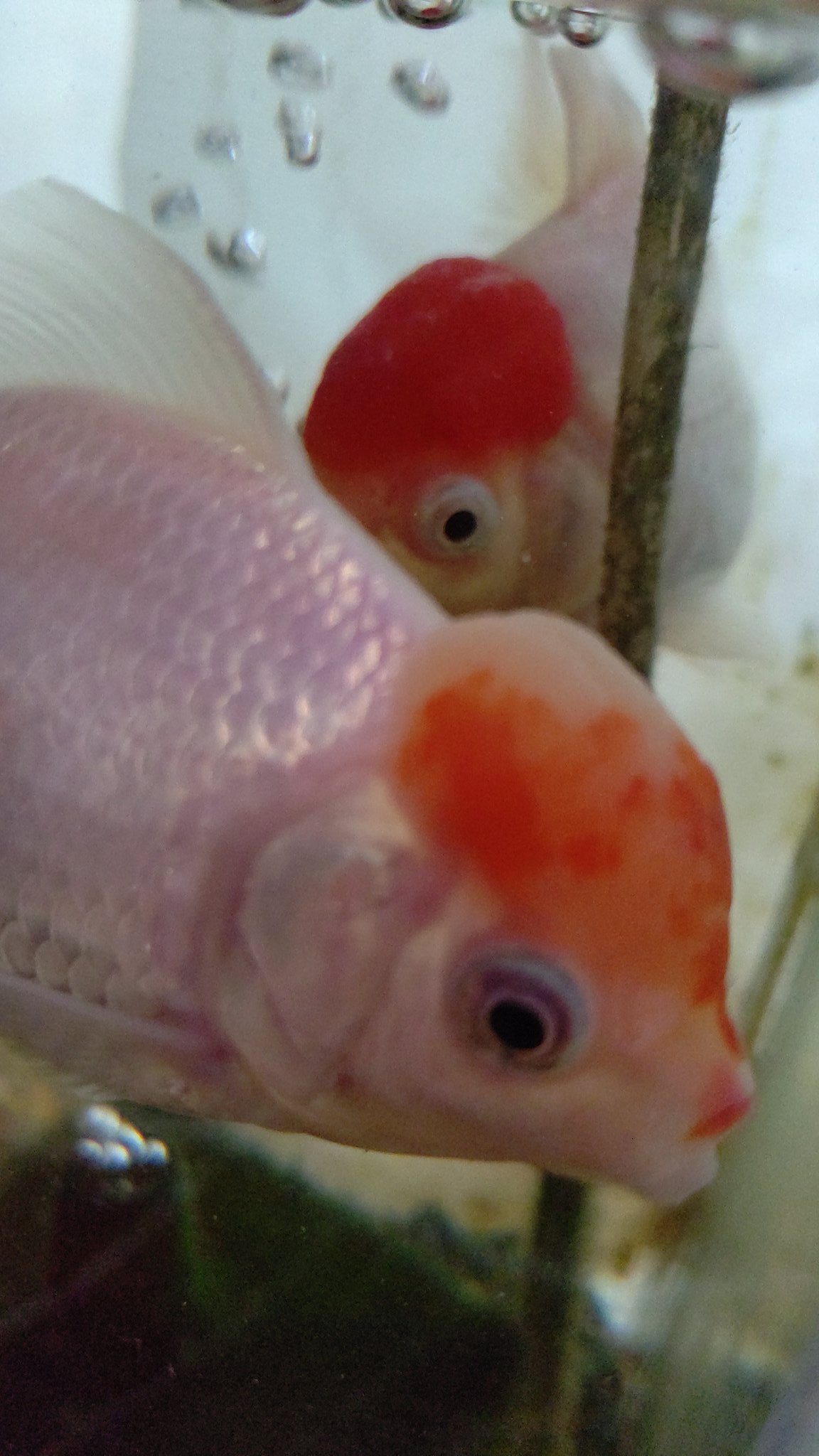 如月 W Di Twitter 金魚 丹頂 頭が白い 日に日に頭が白くなってる T T 元気良し 食欲有り T Co Xuwnrhqm47 Twitter