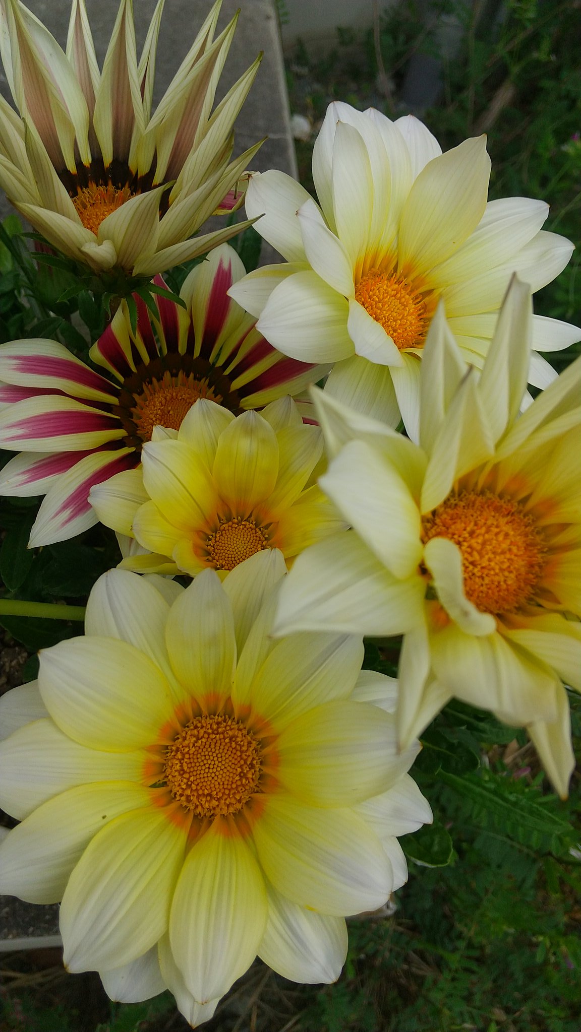 Kako Rock ガザニアの花が増えた プランター大きいのにしなきゃな 花がある暮らし ガザニア