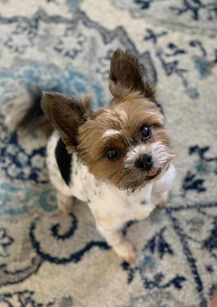 valeriestup's tweet photo. Fresh cut. Who dis?? #quarantinestyle #CincoDeMayo https://t.co/lnASCKKlQI