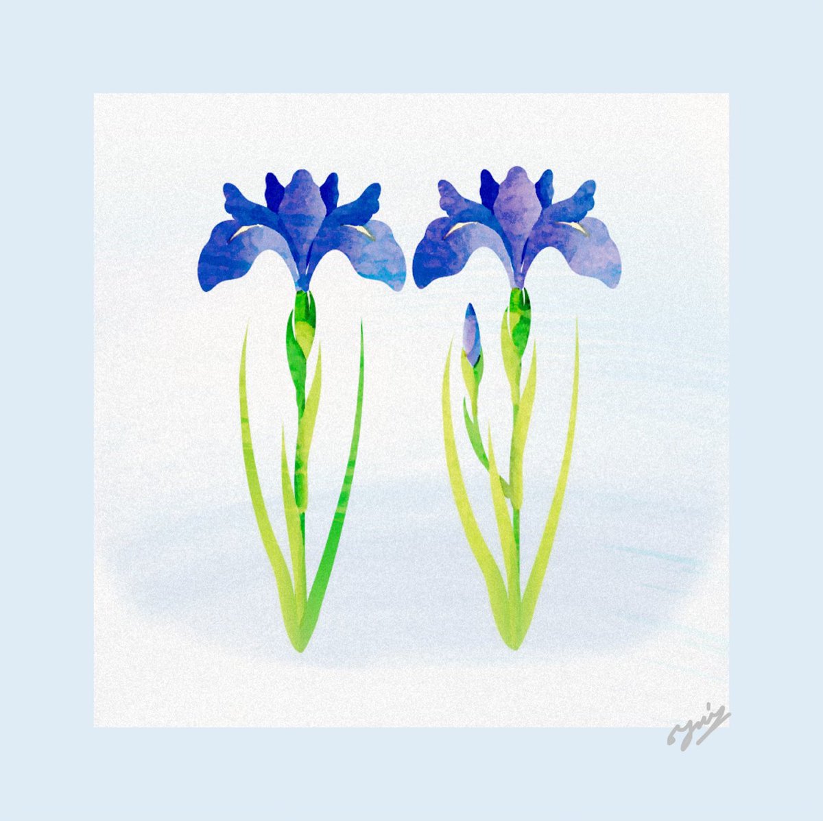 花島百合 على تويتر ショウブ ショウブ 菖蒲 花 イラスト イラストレーション イラストレーター Iris Flower Illustraton Illustrator Art